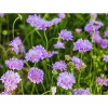 Scabiosa Pincushion Flower Live Plant - Well-Rooted Plug - Perennial - Image 1