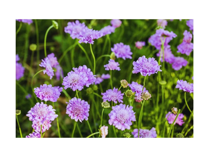 Scabiosa Pincushion Flower Live Plant - Well-Rooted Plug - Perennial - Image 1