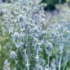 Sea Holly Eryngium Live Plant – Perennial for Gardens, Drought Tolerant - Image 1