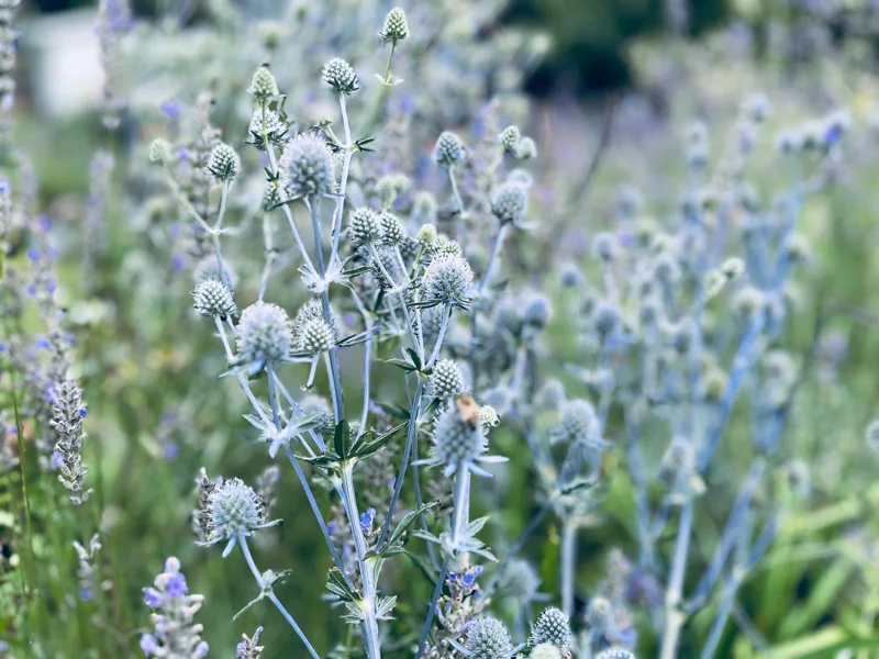 Sea Holly Eryngium Live Plant – Perennial for Gardens, Drought Tolerant - Image 1