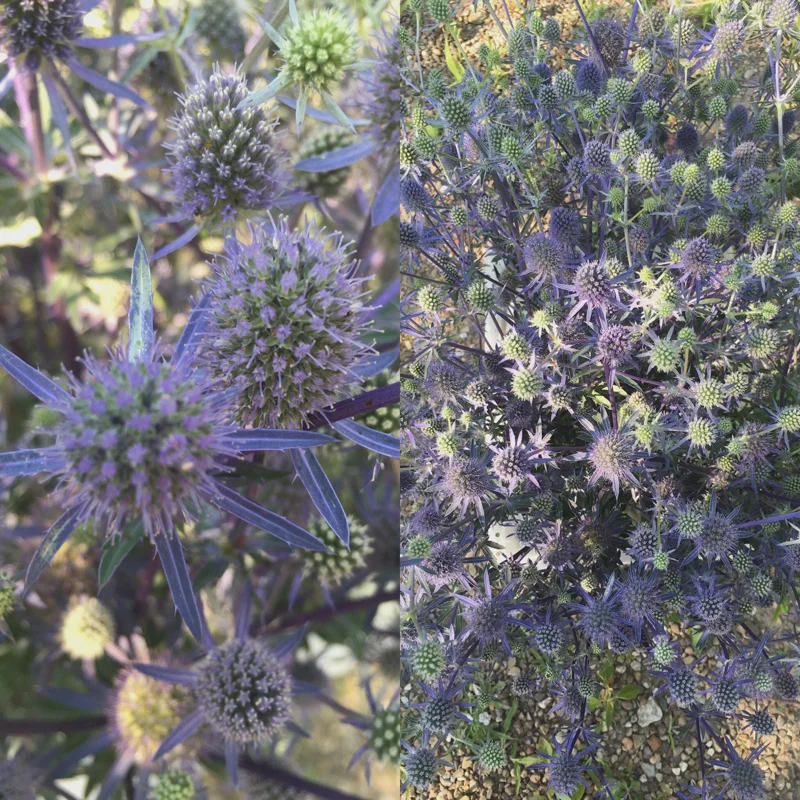 Sea Holly Eryngium Live Plant – Perennial for Gardens, Drought Tolerant - Image 3