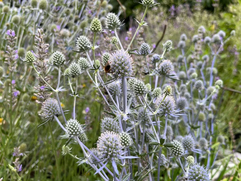 Sea Holly Eryngium Live Plant – Perennial for Gardens, Drought Tolerant - Image 4