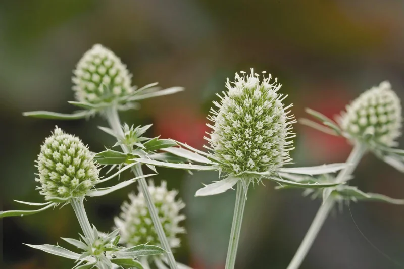 Sea Holly Eryngium Live Plant – Perennial for Gardens, Drought Tolerant - Image 5