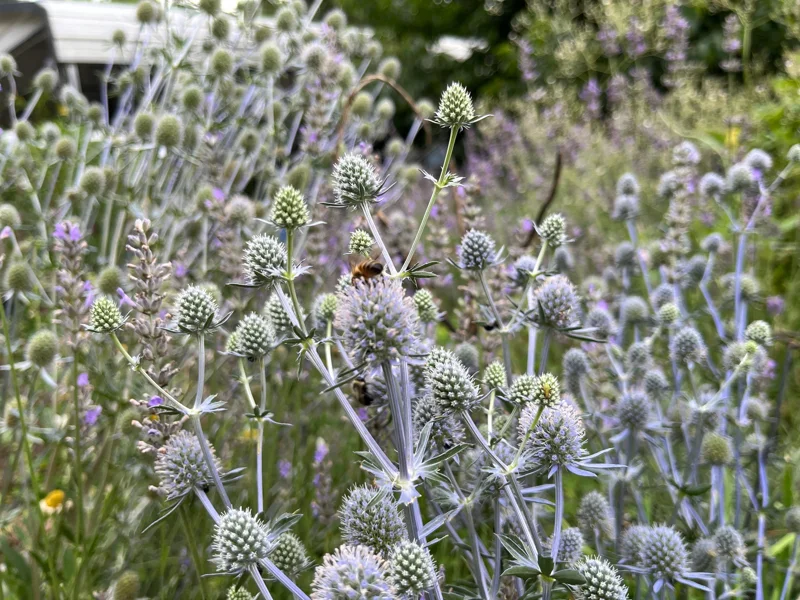 Sea Holly Eryngium Live Plant – Perennial for Gardens, Drought Tolerant - Image 6