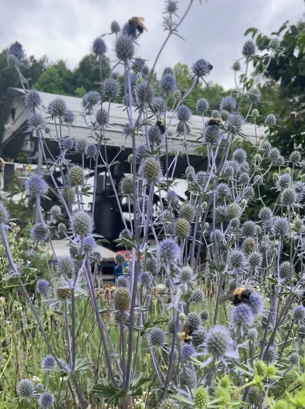 Sea Holly Eryngium Live Plant – Perennial for Gardens, Drought Tolerant - Image 7