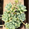 Sedum Clavatum Live Succulent – Tiscalatengo Gorge – Rock Garden Plant – 4 inch Pot - Image 1