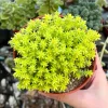 Sedum Tokyo Sun Live Plant - Yellow Stonecrop Succulent - 4 Inch Pot - Image 1