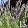 Sensation Lavender Live Plant - Perennial, Large Purple Blooms, Zones 5-9 - Image 1