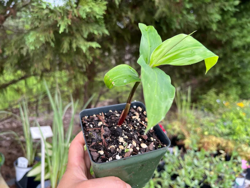 Shampoo Ginger Plant Rhizomes / Roots Live, Awapuhi Zingiber Pinecone Ginger Ready to Grow for Garden or Container, Outdoors / Indoors - Image 10