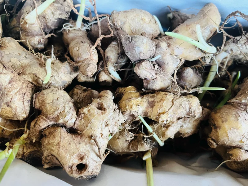 Shampoo Ginger Plant Rhizomes / Roots Live, Awapuhi Zingiber Pinecone Ginger Ready to Grow for Garden or Container, Outdoors / Indoors - Image 2