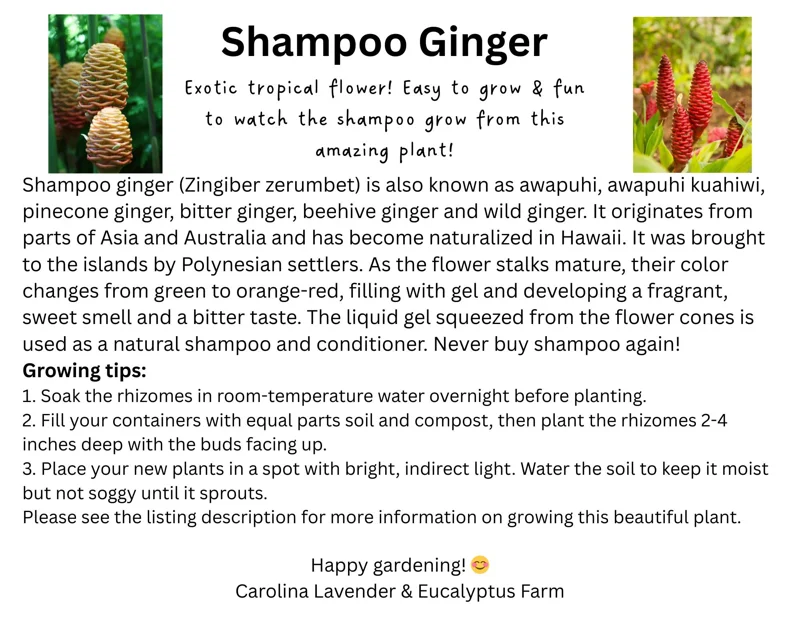 Shampoo Ginger Plant Rhizomes / Roots Live, Awapuhi Zingiber Pinecone Ginger Ready to Grow for Garden or Container, Outdoors / Indoors - Image 4