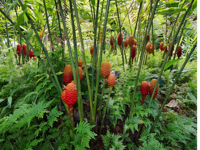 Shampoo Ginger Plant Rhizomes / Roots Live, Awapuhi Zingiber Pinecone Ginger Ready to Grow for Garden or Container, Outdoors / Indoors - Image 5