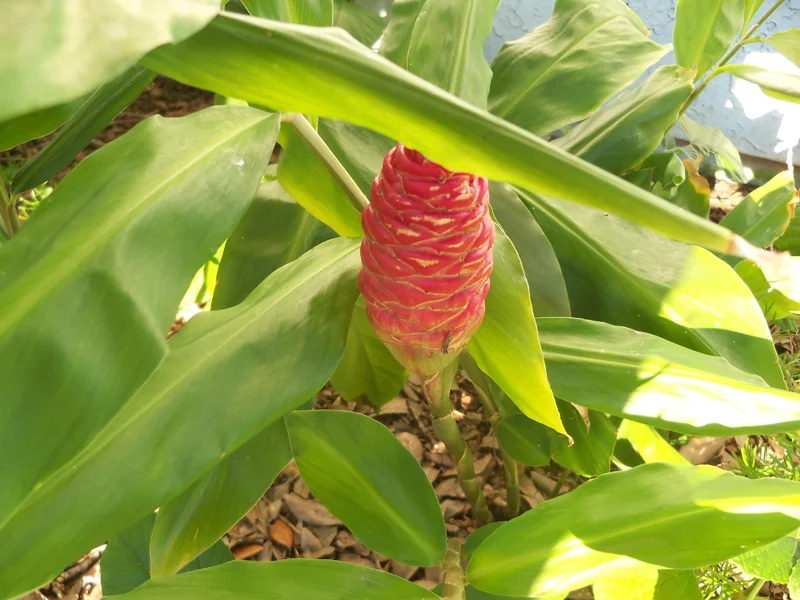 Shampoo Ginger Plant Rhizomes / Roots Live, Awapuhi Zingiber Pinecone Ginger Ready to Grow for Garden or Container, Outdoors / Indoors - Image 6