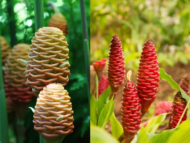 Shampoo Ginger Plant Rhizomes / Roots Live, Awapuhi Zingiber Pinecone Ginger Ready to Grow for Garden or Container, Outdoors / Indoors - Image 7