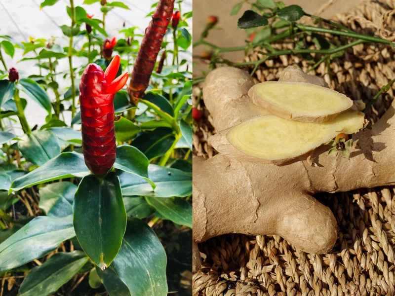 Shampoo Ginger Plant Rhizomes / Roots Live, Awapuhi Zingiber Pinecone Ginger Ready to Grow for Garden or Container, Outdoors / Indoors - Image 8
