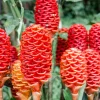 Shampoo Ginger Plant Rhizomes / Roots Live, Awapuhi Zingiber Pinecone Ginger Ready to Grow for Garden or Container, Outdoors / Indoors - Image 1