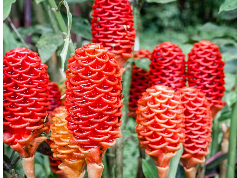 Shampoo Ginger Plant Rhizomes / Roots Live, Awapuhi Zingiber Pinecone Ginger Ready to Grow for Garden or Container, Outdoors / Indoors - Image 1
