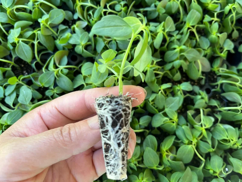 Snapdragon Chantilly Series Live Plant - Healthy Starter, 3/4 inch Pot - Image 2