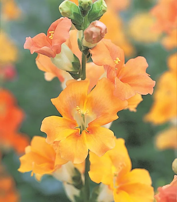 Snapdragon Chantilly Series Live Plant - Healthy Starter, 3/4 inch Pot - Image 3