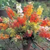 Snapdragon Chantilly Series Live Plant - Healthy Starter, 3/4 inch Pot - Image 1