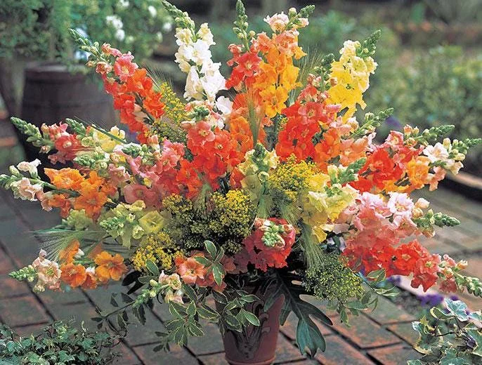 Snapdragon Chantilly Series Live Plant - Healthy Starter, 3/4 inch Pot - Image 1