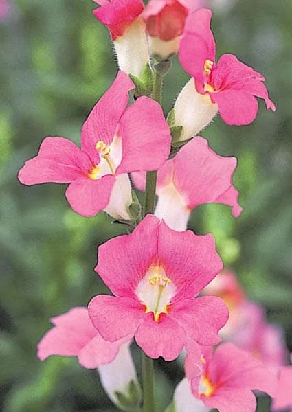 Snapdragon Chantilly Series Live Plant - Healthy Starter, 3/4 inch Pot - Image 4