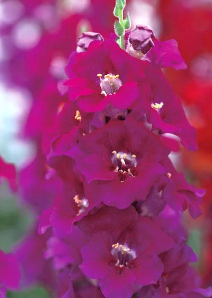 Snapdragon Chantilly Series Live Plant - Healthy Starter, 3/4 inch Pot - Image 5