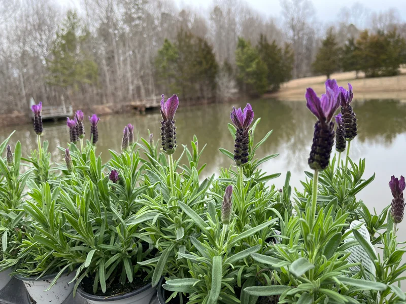 Spanish Lavender Live Plant - Lavandula Stoechas Shrub 4 inch Pot - Image 2