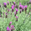 Spanish Lavender Live Plant - Lavandula Stoechas Shrub 4 inch Pot - Image 1