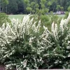 Spiraea 'June Bride' Live Plant - White Flowering Shrub - 6-8 Inch Starter - Image 1