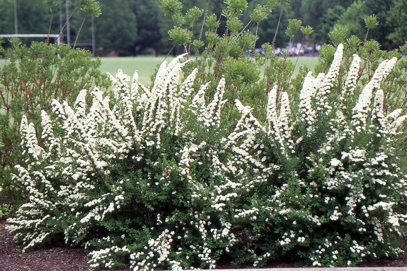 Spiraea 'June Bride' Live Plant - White Flowering Shrub - 6-8 Inch Starter - Image 1