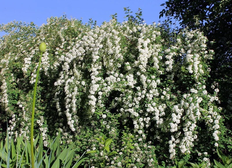 Spiraea 'June Bride' Live Plant - White Flowering Shrub - 6-8 Inch Starter - Image 2