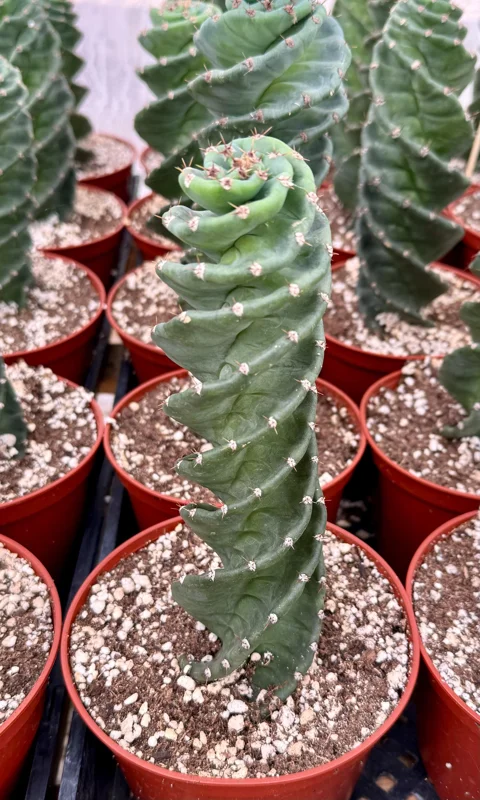 Spiral Cactus Live Plant - Cereus Forbesii Spiralis - Rare Twisted Columnar Cactus - 3" or 6" Pot - Image 2