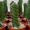 Spiral Cactus Live Plant - Cereus Forbesii Spiralis - Rare Twisted Columnar Cactus - 3" or 6" Pot - Image 1