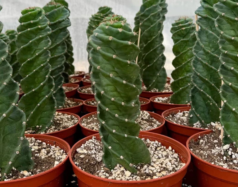 Spiral Cactus Live Plant - Cereus Forbesii Spiralis - Rare Twisted Columnar Cactus - 3" or 6" Pot - Image 1