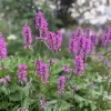 Stachys Betony Live Plant Plug - Perennial, Deer & Drought Tolerant, Zones 4-9 - Image 1