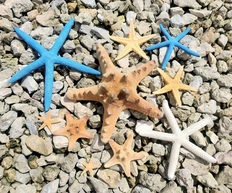 Starfish Sampler Pack - 9 Real Assorted Starfish Decor 1-4 Inches for Crafts - Image 2