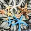 Starfish Sampler Pack - 9 Real Assorted Starfish Decor 1-4 Inches for Crafts - Image 1