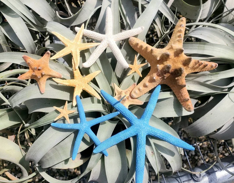 Starfish Sampler Pack - 9 Real Assorted Starfish Decor 1-4 Inches for Crafts - Image 1