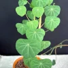 Stephania Cepharantha Live Plant - Rare Caudex Succulent - 4-6 inch Pot - Image 1