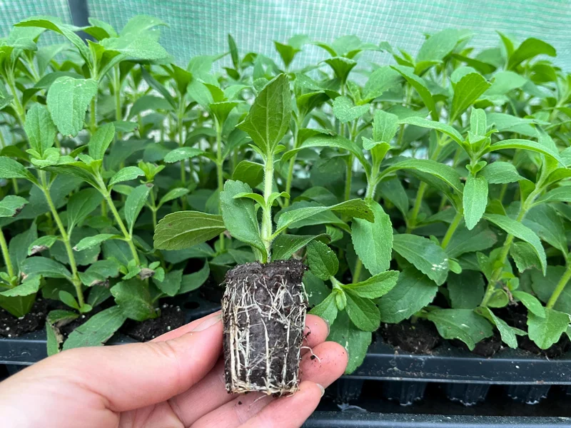 Stevia Rebaudiana Live Plant – Sweet Leaf Herb – Well-Rooted Plug – 1 inch - Image 2