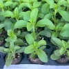 Stevia Rebaudiana Live Plant – Sweet Leaf Herb – Well-Rooted Plug – 1 inch - Image 1