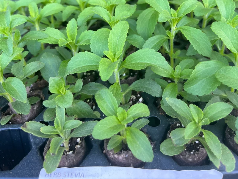 Stevia Rebaudiana Live Plant – Sweet Leaf Herb – Well-Rooted Plug – 1 inch - Image 1