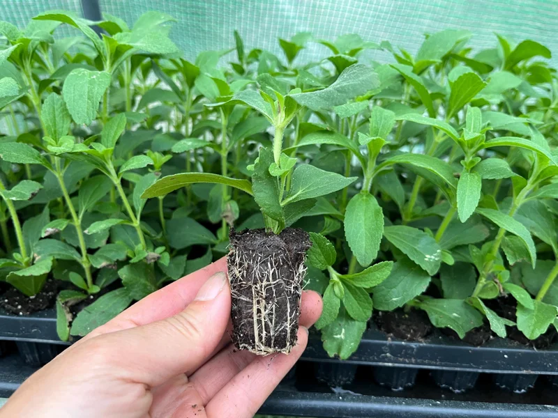 Stevia Rebaudiana Live Plant – Sweet Leaf Herb – Well-Rooted Plug – 1 inch - Image 4
