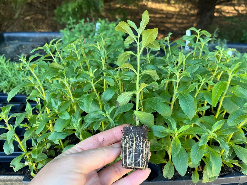 Stevia Rebaudiana Live Plant – Sweet Leaf Herb – Well-Rooted Plug – 1 inch - Image 5