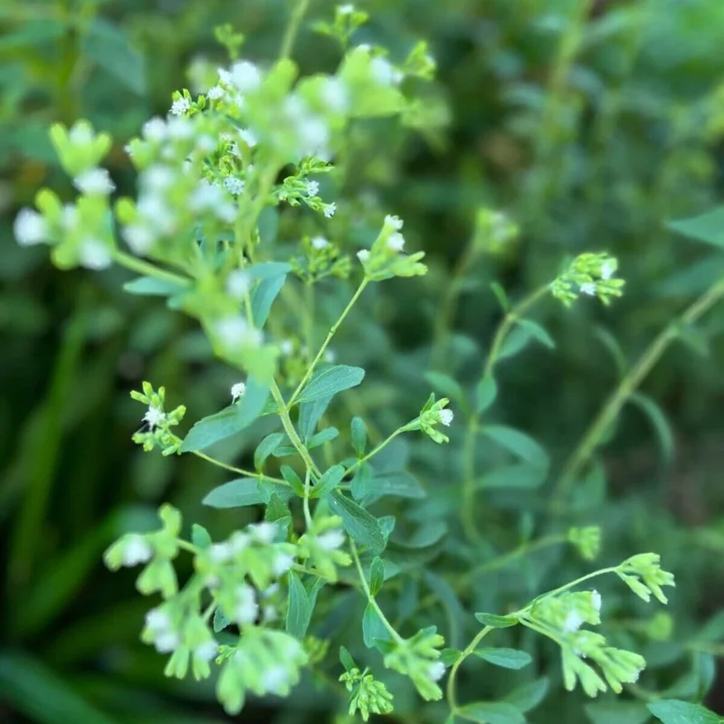 Stevia Rebaudiana Live Plant – Sweet Leaf Herb – Well-Rooted Plug – 1 inch - Image 6