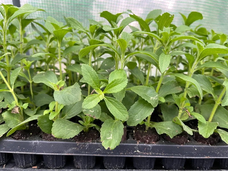 Stevia Rebaudiana Live Plant – Sweet Leaf Herb – Well-Rooted Plug – 1 inch - Image 7