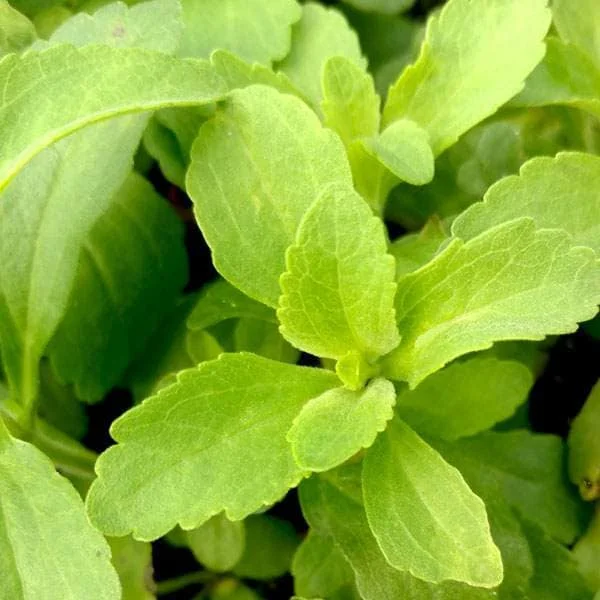 Stevia Rebaudiana Live Plant – Sweet Leaf Herb – Well-Rooted Plug – 1 inch - Image 8