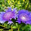 Stokesia 'Blue Danube' Live Plant – Perennial Flower – 2.5x3.5 inch Pot - Image 1