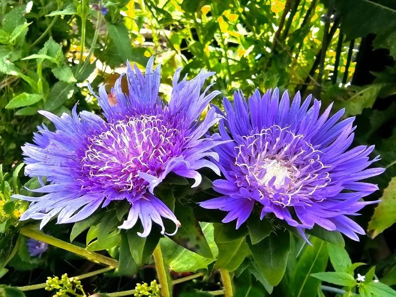 Stokesia 'Blue Danube' Live Plant – Perennial Flower – 2.5x3.5 inch Pot - Image 1